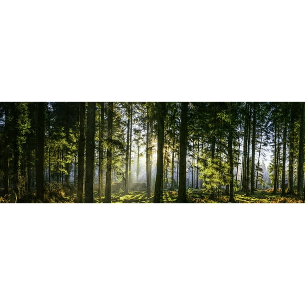 PHOTO WIDE FOREST TREES SUNNY GLADE GIANT POSTER WALL ART PRINT LLF0058